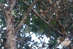 Quercus agrifolia agrifolia