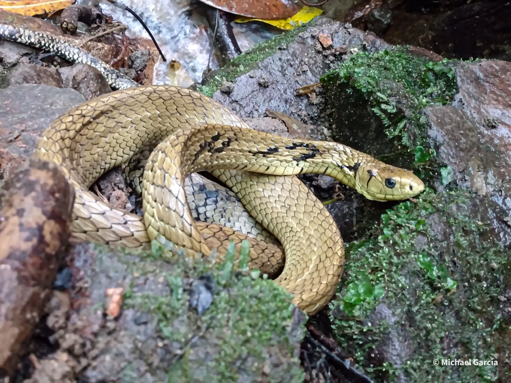 Chicken Snake (Spilotes pullatus) - Snakes and Lizards