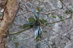 Quercus agrifolia agrifolia