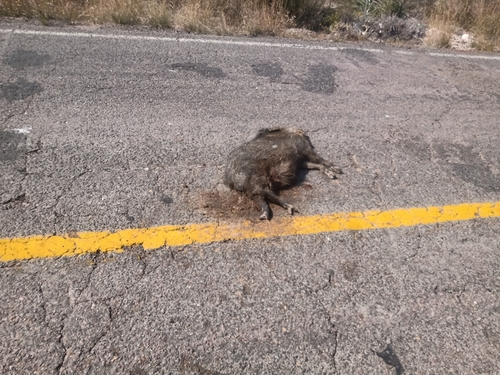 Collared Peccary