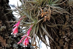 Tillandsia recurvifolia
