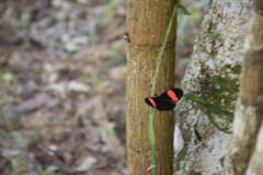 Heliconius erato adana