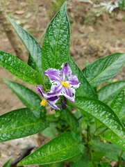 Solanum muricatum image
