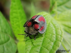 Stolas punicea