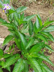 Solanum muricatum image