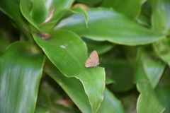 Hermeuptychia canthe