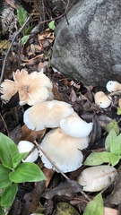 Omphalotus nidiformis