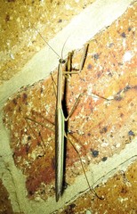 Tenodera blanchardi