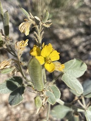 Senna pilosior