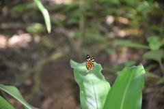 Mechanitis polymnia kayei