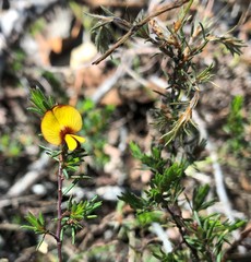 Pultenaea tenuifolia