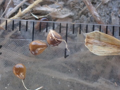 Bolboschoenus maritimus paludosus