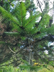 Abies guatemalensis