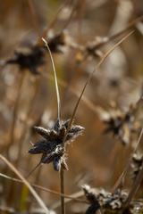 Bolboschoenus maritimus paludosus