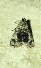 Stericta