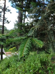 Abies guatemalensis