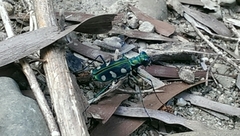 Cosmodela batesi