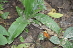 Mechanitis polymnia kayei