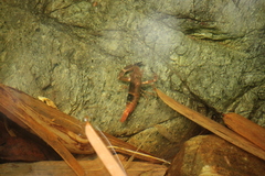 Macrobrachium crenulatum