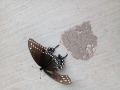 Papilio polyxenes
