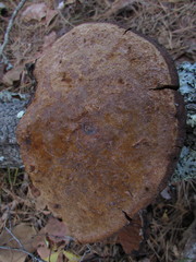 Phellinus everhartii