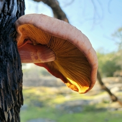 Gymnopilus thiersii
