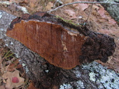 Phellinus everhartii