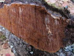 Phellinus everhartii