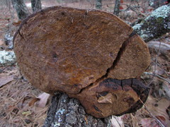 Phellinus everhartii