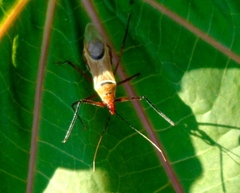 Zelus grassans