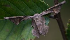 Phazaca kosemponicola