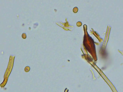 Phellinus everhartii