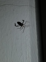 Acanthocephala declivis