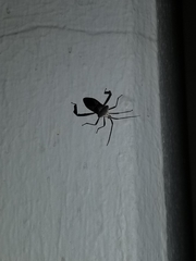 Acanthocephala declivis