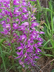 Cephalanthera kurdica