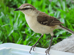 Mimus saturninus
