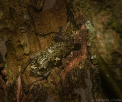 Phacodes