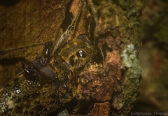 Phacodes