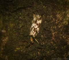Barea eucapnodes