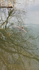 Oncorhynchus tshawytscha