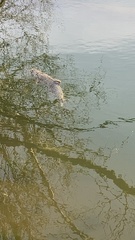 Oncorhynchus tshawytscha