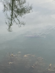 Oncorhynchus tshawytscha