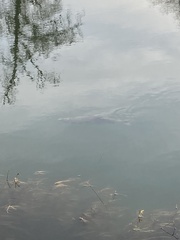 Oncorhynchus tshawytscha