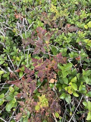 Nekemias arborea