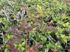 Nekemias arborea