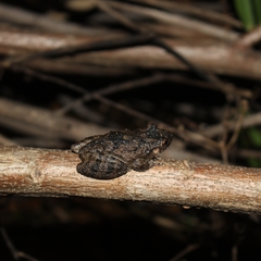 Scinax acuminatus