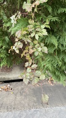 Nekemias arborea