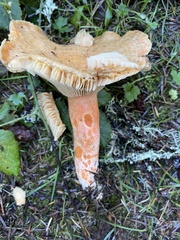 Lactarius aestivus