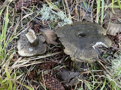 Lactarius olivaceoumbrinus
