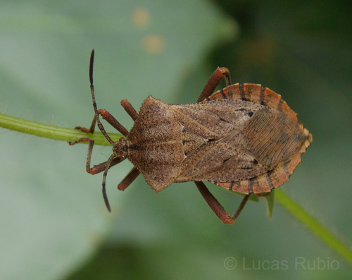 Ouranion crenulatus